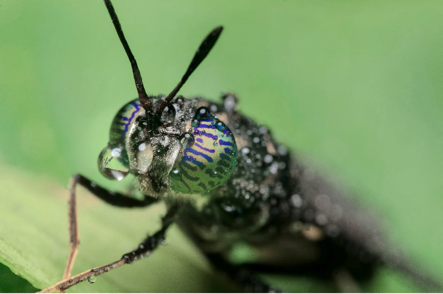 The Insect That’s Been Working for the Planet Long Before It Ended Up in Your Coop