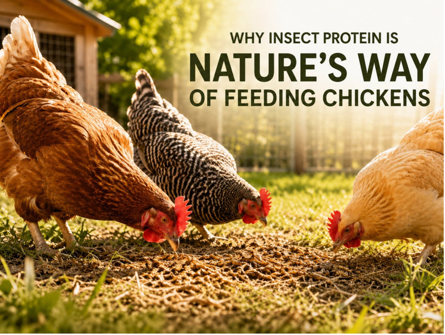 Why Insect Protein Is Nature’s Way of Feeding Chickens