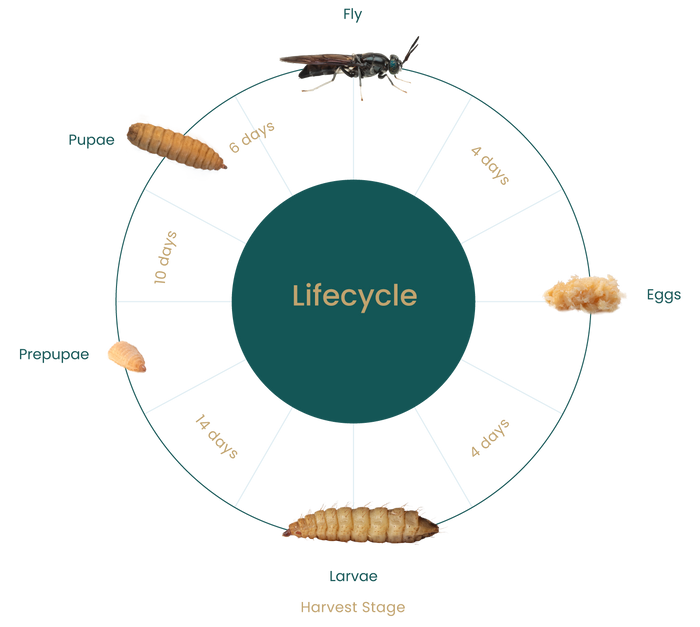 BSF Lifecycle diagram