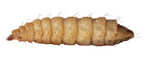 Larvae