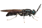 The Fly