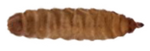 Prepupae & Pupae